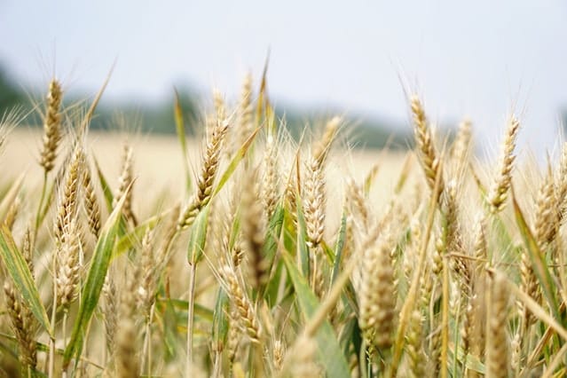 Czym można zastąpić produkty mięsne? Dieta pudełkowa wegetariańska